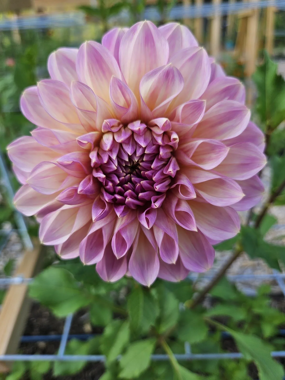 Cameo Peach — Tree House Blooms, LLC.